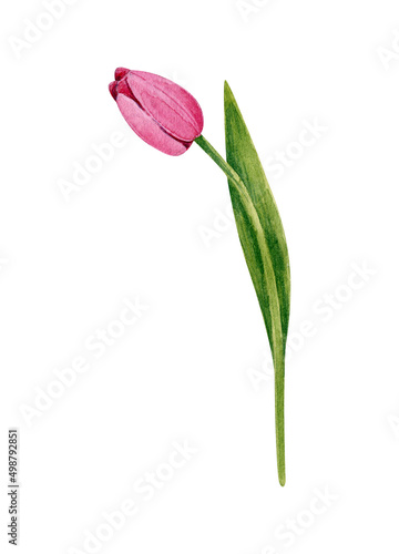 One tulip flower. Pink flower on the stem. Watercolor illustration isolated on a white background.
