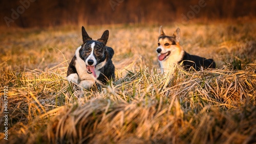 Psy rasy corgi w porannym słońcu na łące