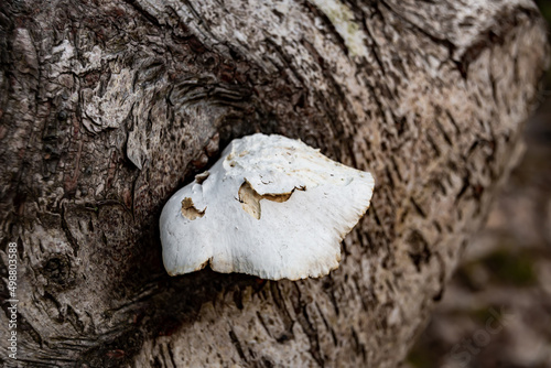 A white hub growing on a birch tree