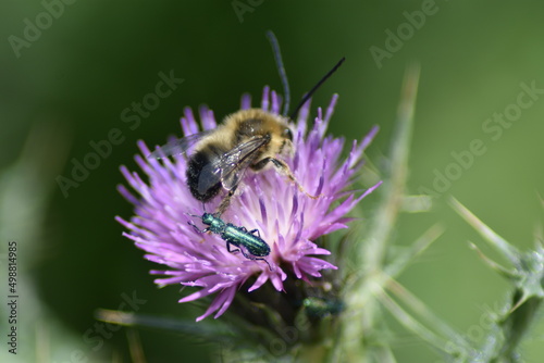 abeja y cantárida sobre una flor morada de cardo