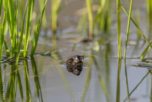 Żółw w odnodze rzeki Pokrzywnicy w Kaliszu