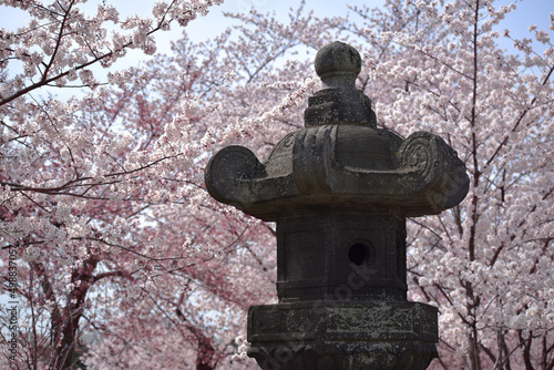 Japanese Lantern and Cherry Blossoms