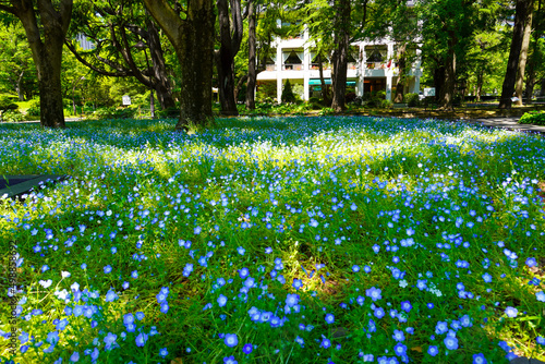 Flower in Hibiya park, Tokyo Japan