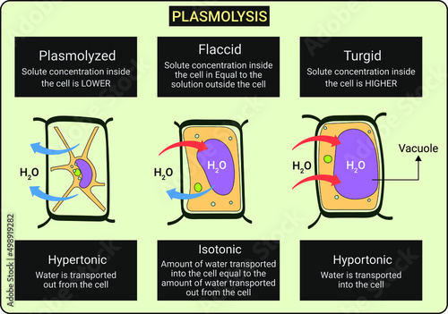 Plasmolysis is the process in which cells lose water in a hypertonic solution.