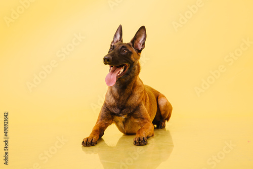 The Belgian Shepherd, The Malinois dog on yellow