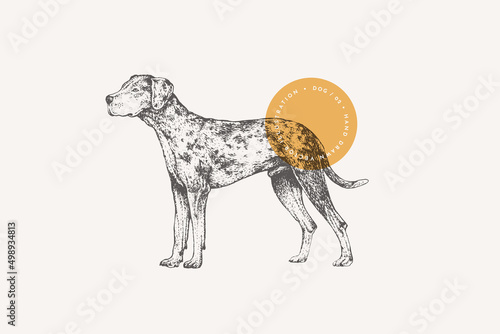 Hand drawing of a dog breed Catahoula leopard on a light isolated background. A hunting dog in engraving style. Home pet. Vector retro illustration.