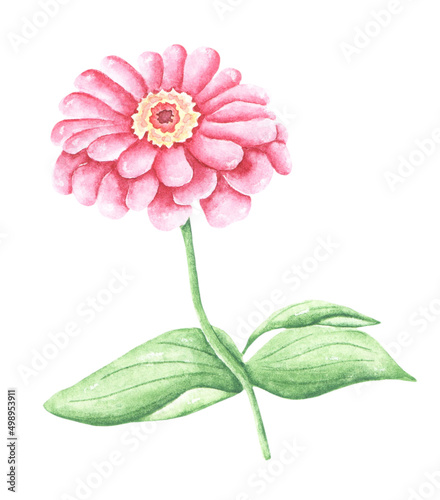 Pink zinnia watercolor illustration. Blooming flower. Flora, botany. Spring garden. Watercolor zinnia. Bud, leaves. Illustration isolated. For printing on a postcard, textile, packaging, sticker.