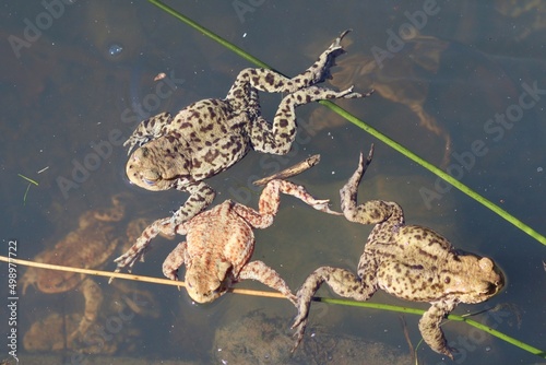 Staw pełen pływających żab na wiosnę