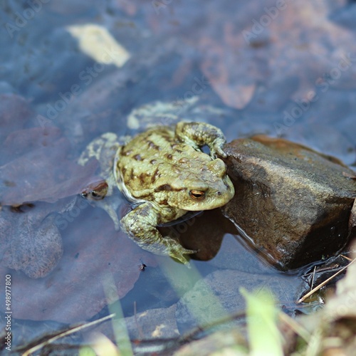 Zielona żaba w rzece obok kamienia