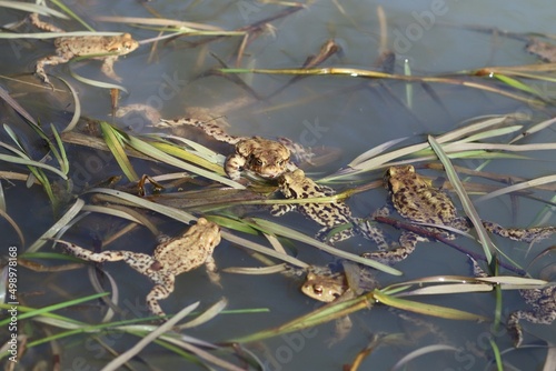 Dużo żab pływających w stawie podczas wiosennych godów