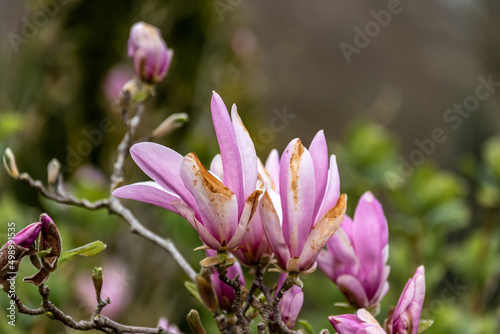 Różowe kwiaty na krzewie magnolii