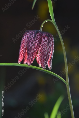 Piękno szachownicy kostkowatej (Fritillaria meleagris) 