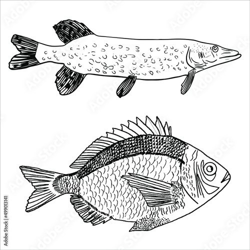 Set of isolated fishes on the white background. Pike.