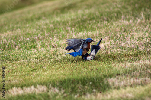 two male bluebirds fighting over territory in springtime