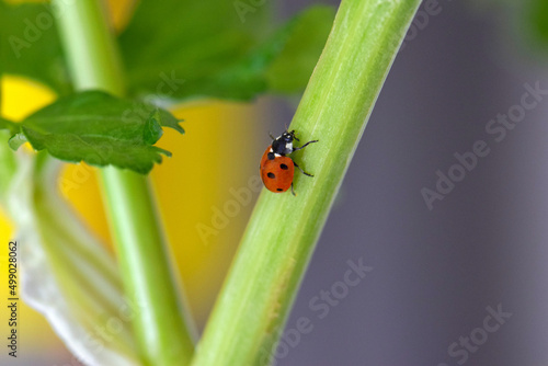 Ladybug Celery Stem 02