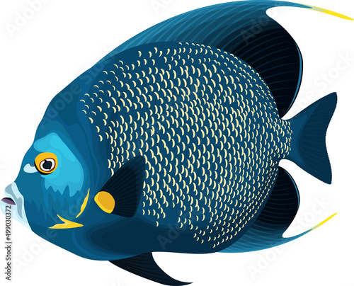 vector tropical French angelfish illustration