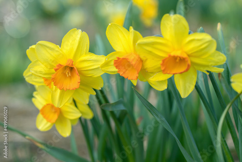 Group yellow large-cupped daffodil cultivars (Genus narcissus) with an orange corona.