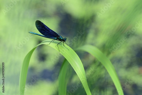 Libellen: Blauflügel-Prachtlibelle (Calopteryx virgo), Beautiful demoiselle.