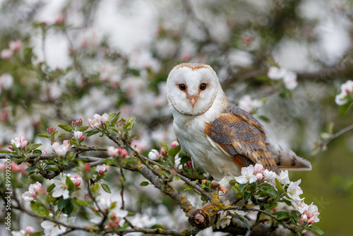 Barn owl (Tyto alba) in an orchard in spring in a tree. Pink and white blossom background. Noord Brabant in the Netherlands.