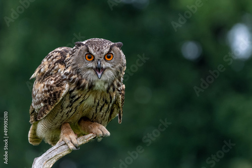 Eurasian Eagle-Owl (Bubo bubo) sitting in the meadows in Gelderland in the Netherlands