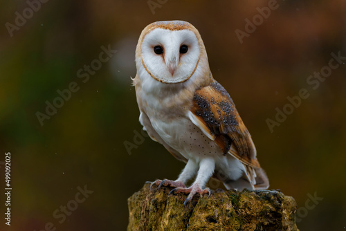 Barn Owl (Tyto alba) sitting in a tree with autumn colors in the background in Noord Brabant in the Netherlands 
