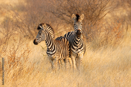 Two plains zebras (Equus burchelli) in natural habitat, South Africa.