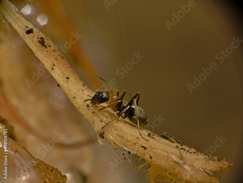 Forest ant on a pine tree.