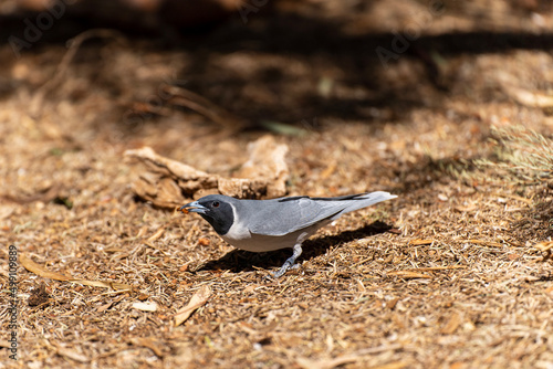 Australian black-faced cuckooshrike eating worm on the ground.