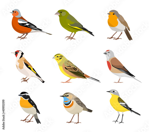 Set of songbirds isolated on white background. Chaffinch, bluethroat, robin, whinchat, goldfinch, greenfinch, yellow wagtail, linnet, yellowhammer. Vector illustration