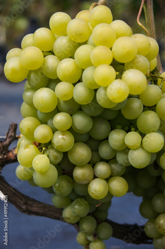 Kiść białych winogron rosnących na winnicy