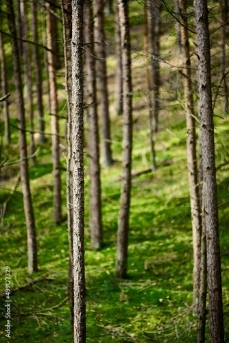 Sosny w sosnowym borze, lesie. Zielone tło, mech i szare, brązowe stojące w szeregu i rzędach pnie drzew iglastych. Letni słoneczny dzień.