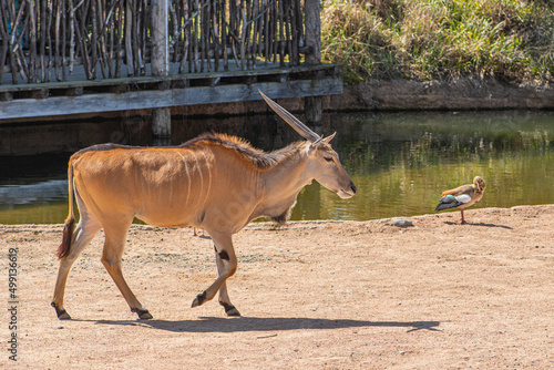 Common eland bull walking, Taurotragus oryx, also known as the southern eland or eland antelope, is a savannah and plains antelope found in East and Southern Africa