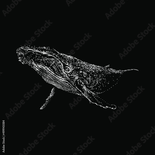 baleen whale hand drawing vector illustration isolated on black background