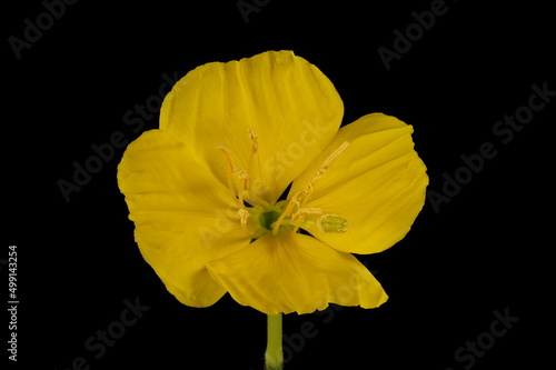 Common Evening Primrose (Oenothera biennis). Flower Closeup