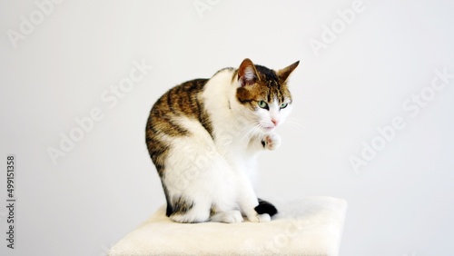 kot kocica myje się robi toaletę pokazuje język