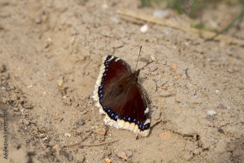 Motyl, rusałka żałobnik siedząca na piasku. Wiosenne przebudzenie. 