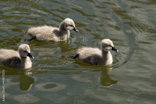 cygnets