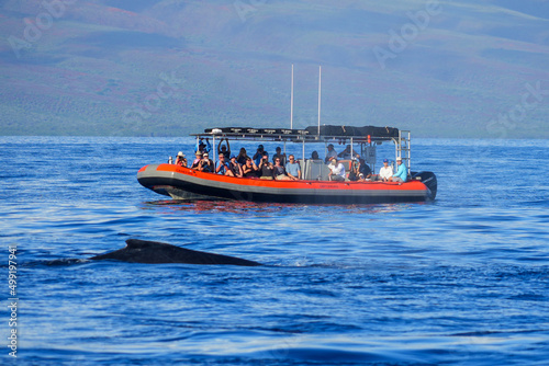 Group of tourists on a speedboat observing the fin of a humpback whale near Lahaina on Maui island, Hawaii