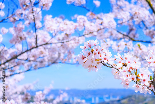 満開の桜と青空 春のお花見イメージ 