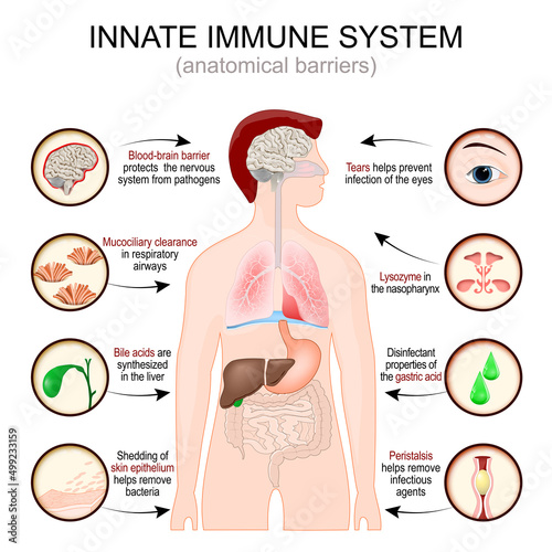 Innate immune system. anatomical barriers. man silhouette with Internal organs. Blood brain barrier protects the nervous system from pathogens. 