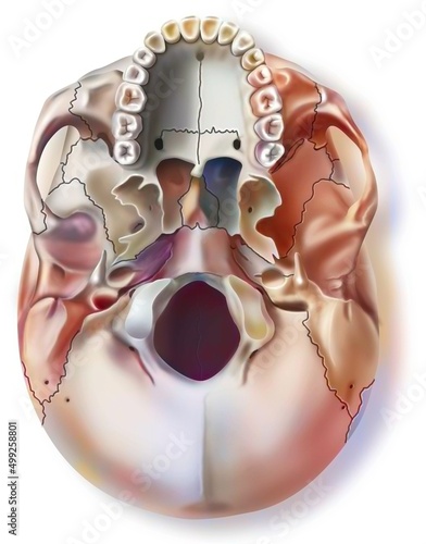 Inferior view of the human skull with the upper jaw.