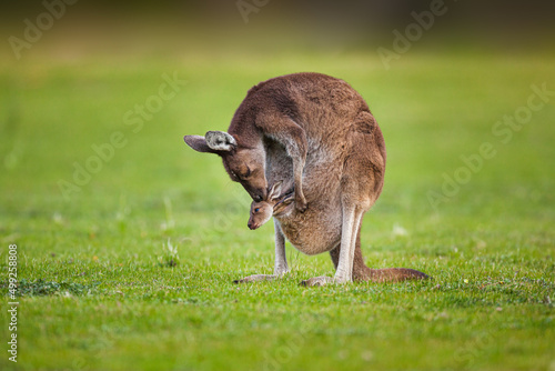 Western Grey Kangeroo (Macropus fuliginosus): female nursing her baby joey in her pouch
