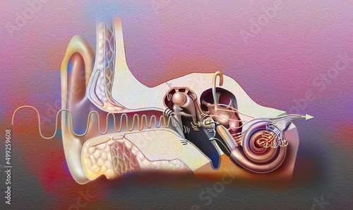 Anatomy of the ear showing the eardrum ossicles hammer anvil.
