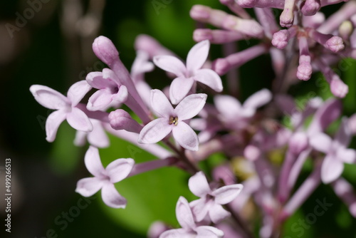 fleurs de lilas de Chine