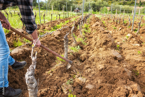 Farmer with the hoe frees the base of the plants of a vineyard from the earth and weeds after plowing with the tractor. Agricultural industry, winery. 