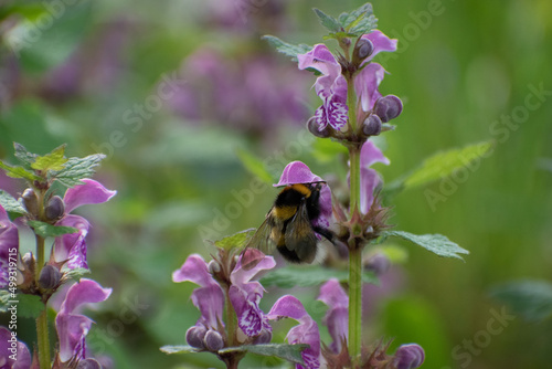 Abeille et bourdon qui butine une fleur