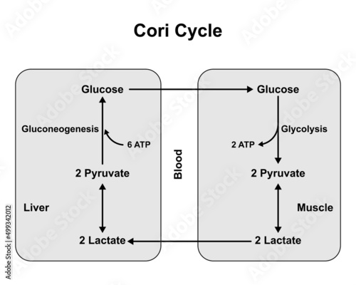 Schematic Diagram of Cori Cycle. Recycling Pathways Between Muscle And Liver. Vector Illustration.