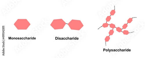 Scientific Designing of Differences Between Monosaccharide, Disaccharide And Polysaccharide. Carbohydrates And Sugars Terminology. Vector Illustration.