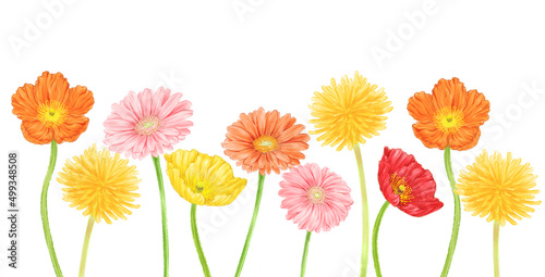 Lower frame of spring flowers (poppy, dandelion, gerbera)