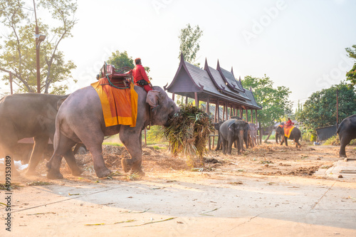 Elephant care facility at Ayutthaya Elephant Palace & Royal Kraal, Ayutthaya, Thailand.